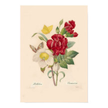 Hellebores och Carnations