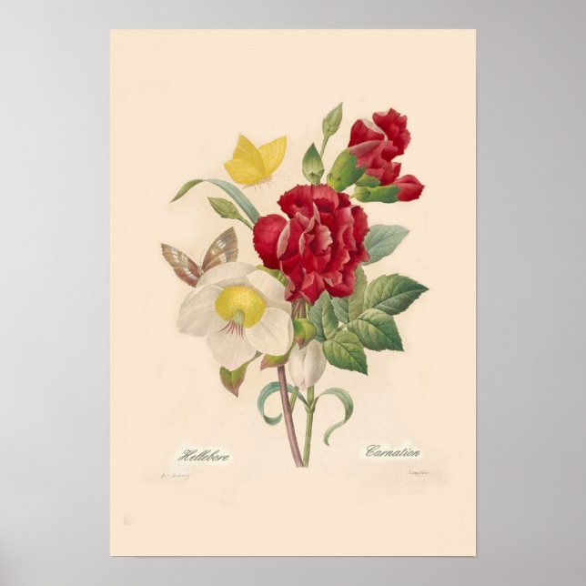 Hellebores och Carnations Poster (Framsidan)