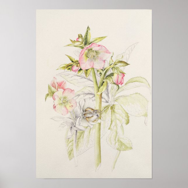 Hellebores Poster (Framsidan)
