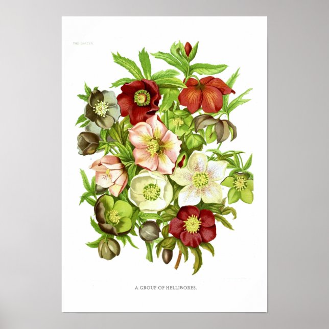 Hellebores Poster (Framsidan)