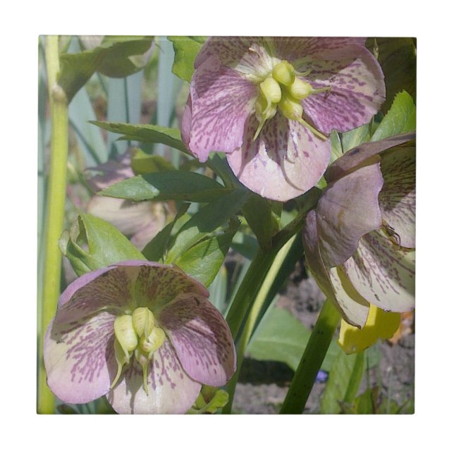 Hellebores Tile Kakelplatta (Framsidan)