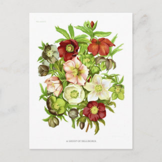 Hellebores Vykort