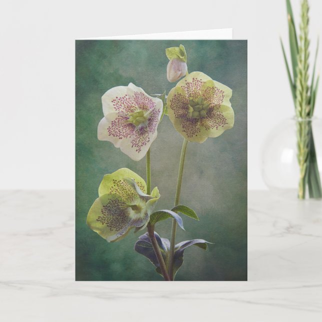 Helleborus-kort Kort (Framsida)