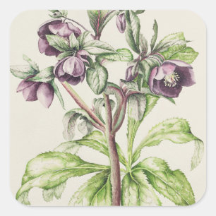 Helleborus Orientalis från Helen Ballard Fyrkantigt Klistermärke