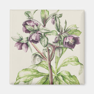 Helleborus Orientalis från Helen Ballard Magnet
