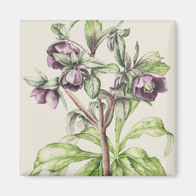 Helleborus Orientalis från Helen Ballard Magnet (Framsidan)