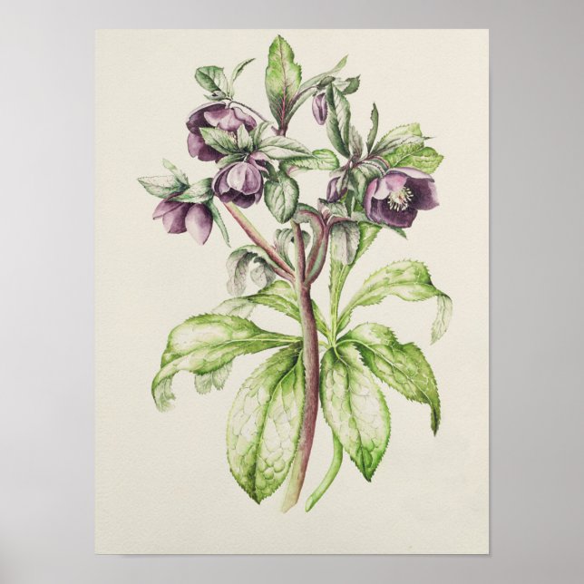 Helleborus Orientalis från Helen Ballard Poster (Framsidan)
