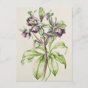 Helleborus Orientalis från Helen Ballard Vykort