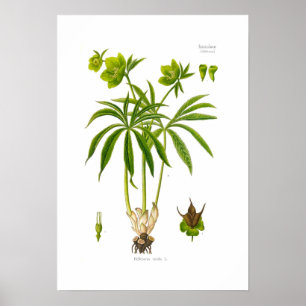 Helleborus viridis poster
