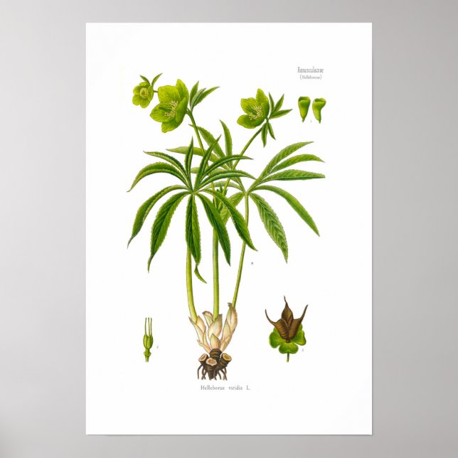 Helleborus viridis poster (Framsidan)