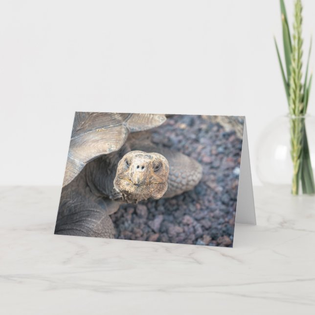 Hello There-Giant Tortoise Kort (Framsida)
