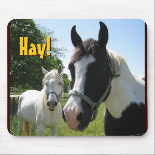 hellofriends hö! , Hö! Musmatta