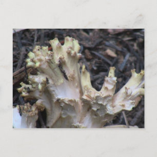 Hells Canyon Idaho Flora Fungi Lichen Mosses Vykort