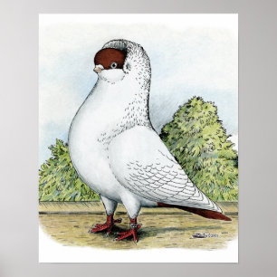 Helmet: Red Pigeon Poster