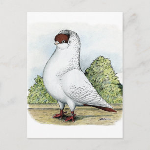 Helmet: Red Pigeon Vykort