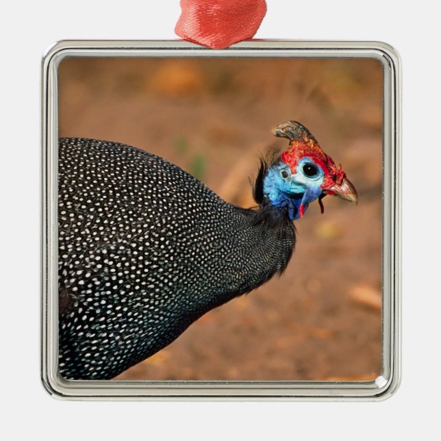 Helmeted Guinea Fowl (Numida meleagris). Afrika, Julgransprydnad Metall (Framsidan)