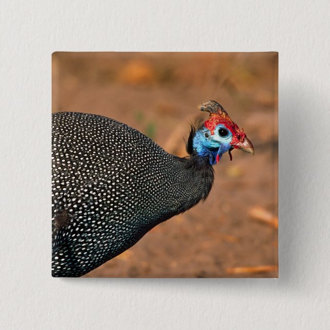 Helmeted Guinea Fowl (Numida meleagris). Afrika, Knapp (Framsida)