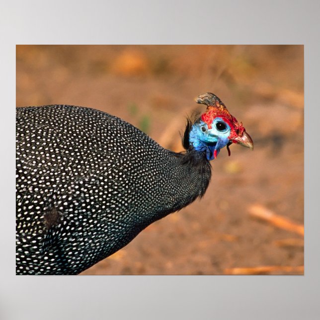 Helmeted Guinea Fowl (Numida meleagris). Afrika, Poster (Framsidan)