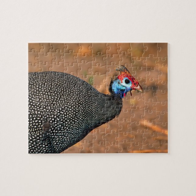 Helmeted Guinea Fowl (Numida meleagris). Afrika, Pussel (Horisontell)