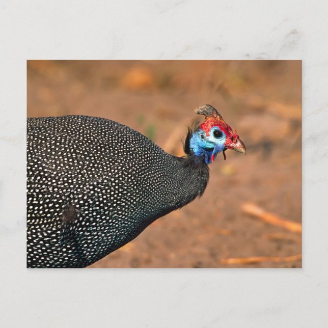 Helmeted Guinea Fowl (Numida meleagris). Afrika, Vykort (Framsida)