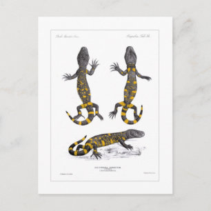 Heloderma Horridum (Beaded Lizard) Vykort