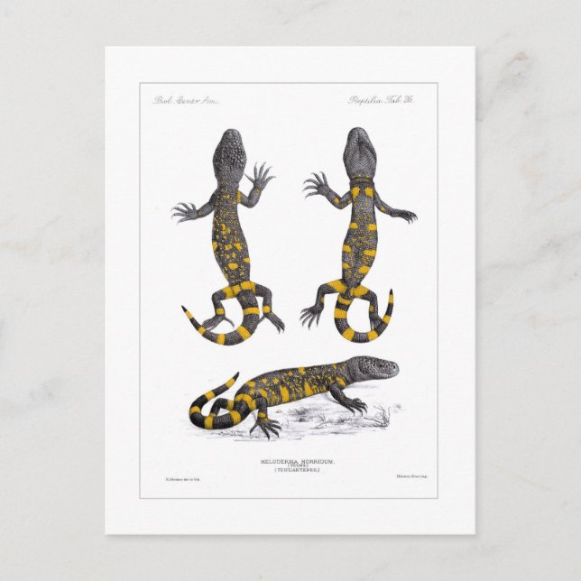 Heloderma Horridum (Beaded Lizard) Vykort (Framsida)