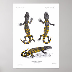 Heloderma Horridum (den prydde med pärlor ödlan) Poster