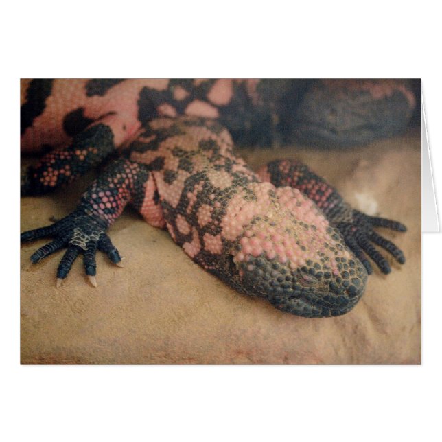Heloderma Mistum Hälsningskort (Framsidan Horizontal)