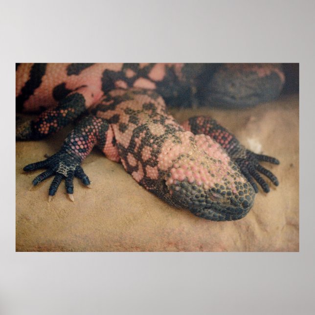 Heloderma Mistum Poster (Framsidan)