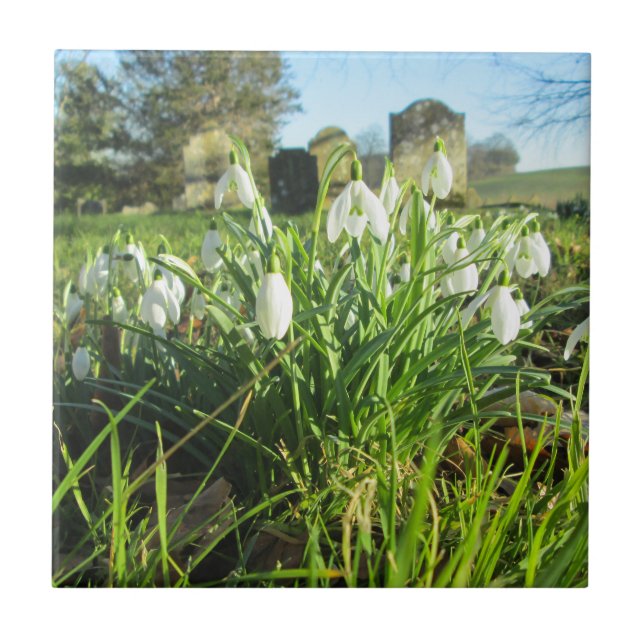 Helt blommade Churchyard Snowdrops - keramiskt Kakelplatta (Framsidan)