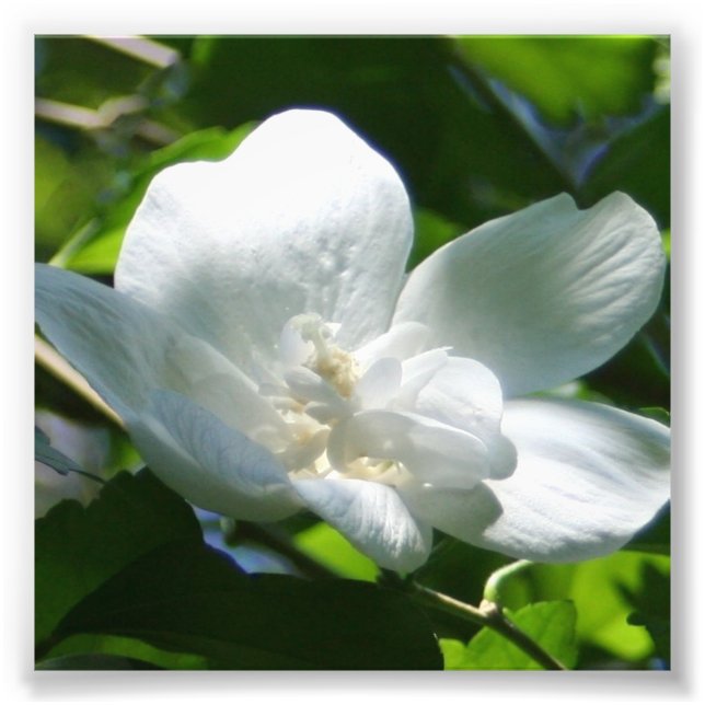 Helt enkelt vit fototryck (Framsidan)