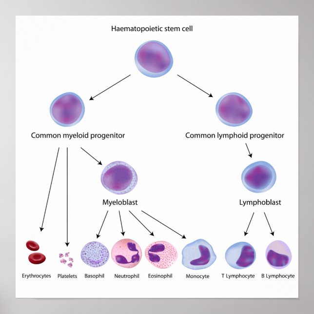 Hematopoes Poster (Framsidan)