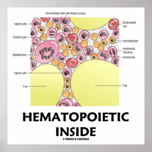 Hematopoetisk insida (blodcellsbildning) poster