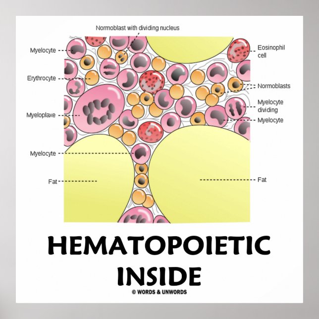 Hematopoetisk insida (blodcellsbildning) poster (Framsidan)