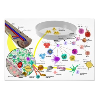 Hematopoetiska stamceller poster