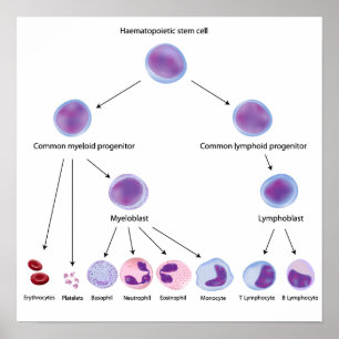 Hematopoiesisaffisch Poster