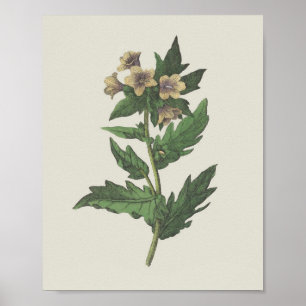 Hembane WildblommBotanical Poster