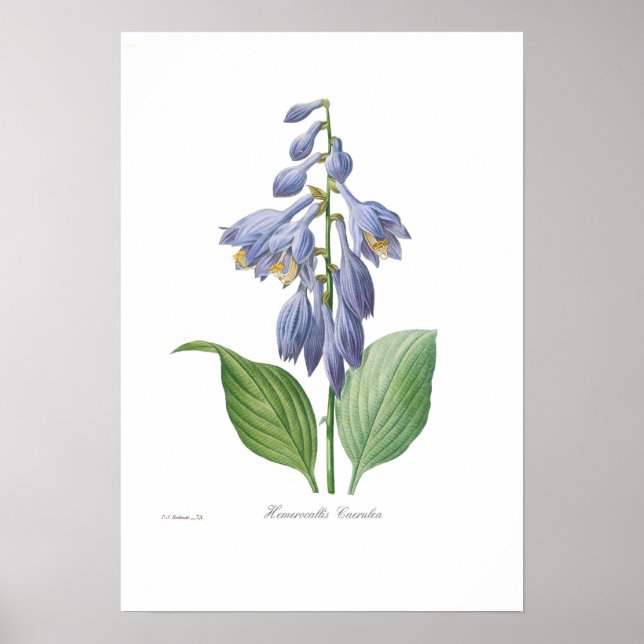 Hemerocallis caerulea (Hosta) Poster (Framsidan)