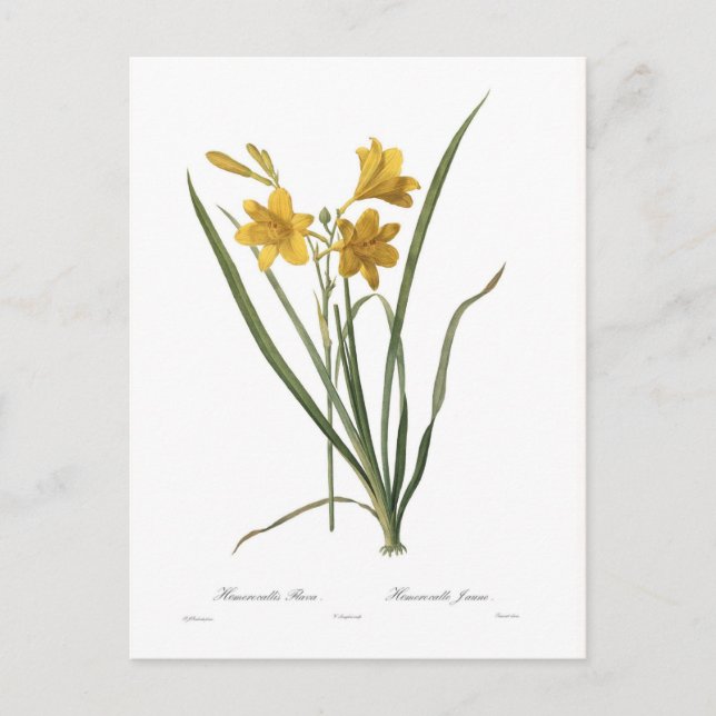 Hemerocallis flava vykort (Framsida)