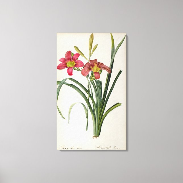 Hemerocallis fulva, from `Les Liliacees', 1805 Canvastryck (Framsida)