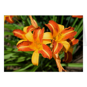 Hemerocallis fulva hälsningskort