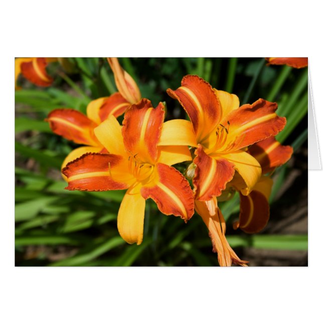 Hemerocallis fulva hälsningskort (Framsidan Horizontal)