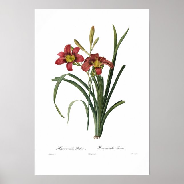 Hemerocallis fulva poster (Framsidan)