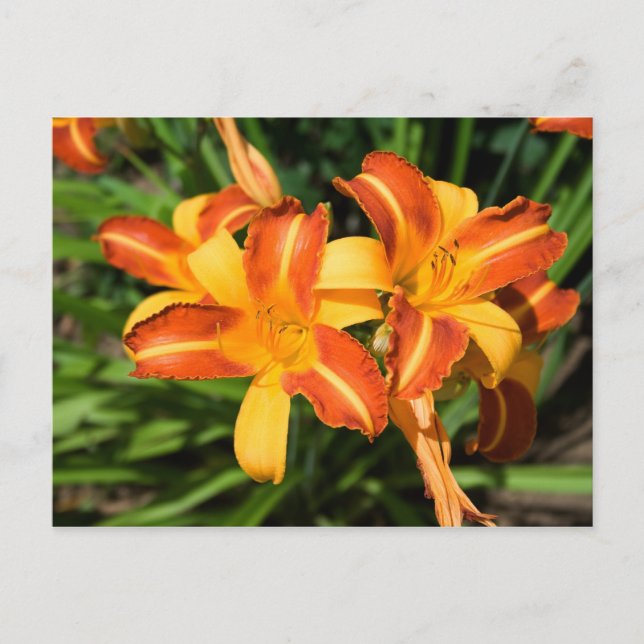 Hemerocallis fulva vykort (Framsida)