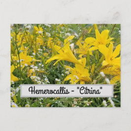 Hemerocallis - vykort för ’Citrina’