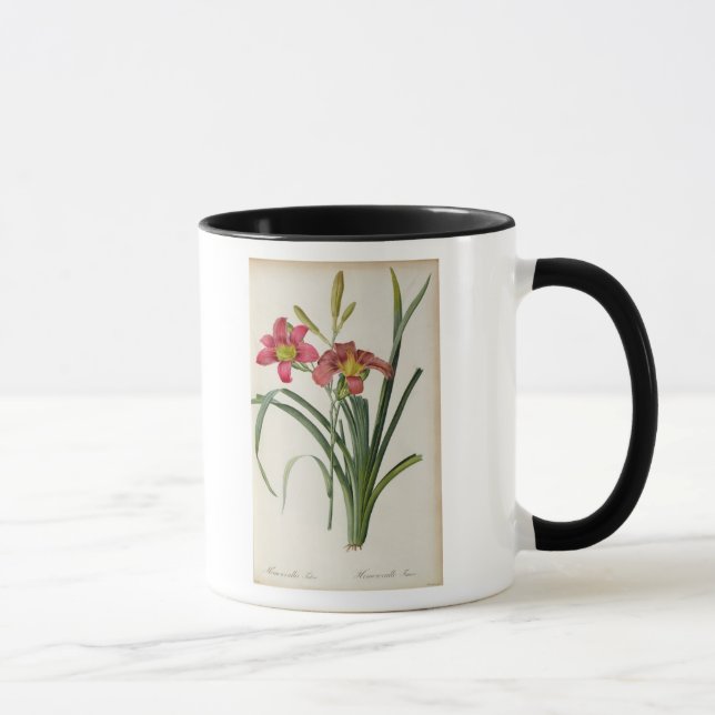 Hemerocallisfulva, från "Les Liliacees", 1805 Mugg (Höger)