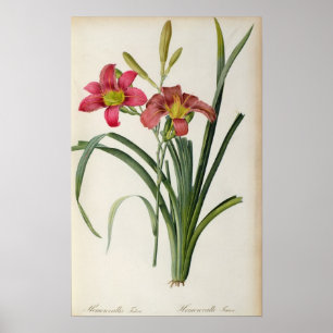 Hemerocallisfulva, från "Les Liliacees", 1805 Poster