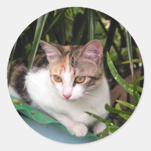 Hemingway Cat Runt Klistermärke