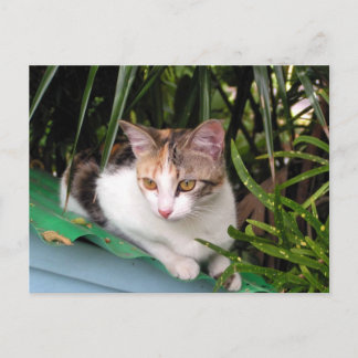 Hemingway Cat Vykort
