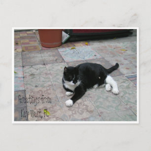 Hemingway House Kattunge Vykort